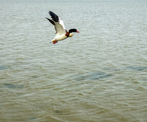 Avian flu and its symptoms in Birds. The common shelducks (Tadorna tadorna) flies in the wrong flight, reacts poorly to danger, no plumage care and does not orient itself in space