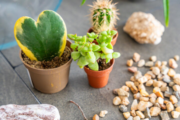 Close up view of natural materials and decorative elements prepared for creating a closed terrarium or glass ecosystem. Concept of DIY plant design, eco-conscious living and creative home projects.