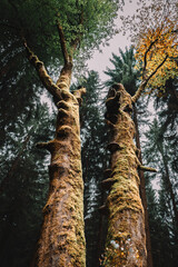 Fototapety na wymiar - Fototapeta24.pl