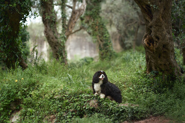 A Cavalier Spaniel sits alone in tall grass with large trees in the background. The scene has an untouched, natural atmosphere.