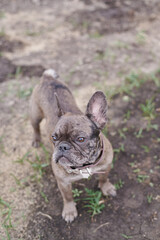 Grey Dog French Bulldog Outdoors Ground Grass