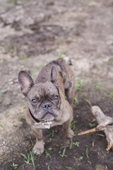 Grey Dog French Bulldog Outdoors Ground Grass