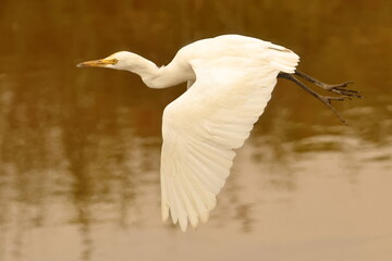 Birds of SL