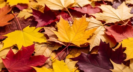 Fototapeta premium A vibrant display of colorful maple leaves creates a beautiful autumn background
