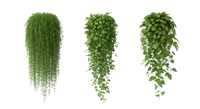 Three hanging plants isolated on transparent background, home decoration concept