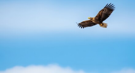 Fototapeta premium Majestic Eagle in Flight Against a Blue Sky with Soft Clouds in the Background