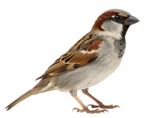 female house sparrow