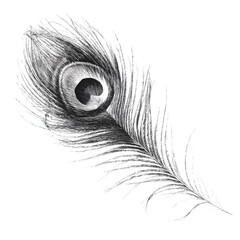 Obraz premium feather on black