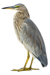 A gray heron with a long yellow beak and slender neck, standing gracefully.

