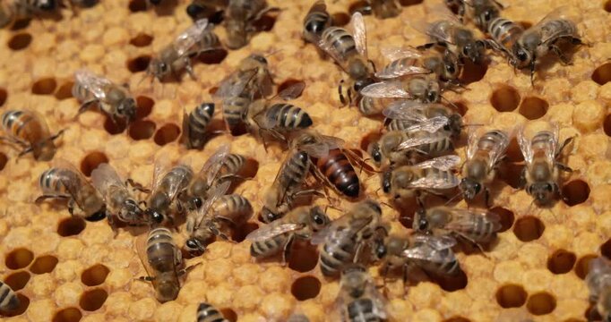 Queen bee and Honey Bees working on honeycomb close-up shot. Bees are best known to humans for their ecological roles as pollinators