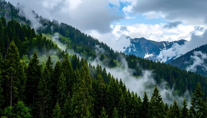 Obraz premium Misty mountain forest scene