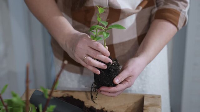 Floral caretaker hands gently holding seedling while softly removing excess soil from its root ball to prepare for repotting in cozy indoor greenery setting, showcasing mindful gardening ritual