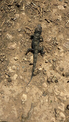 Dead gecko in southern France