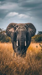 Elephant wildlife grassland outdoors.