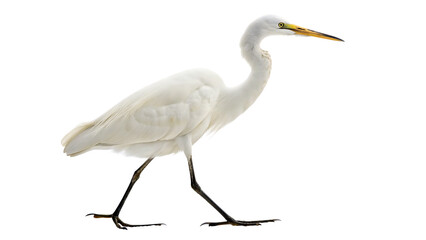 A graceful white egret with long, flowing feathers and a slender black beak