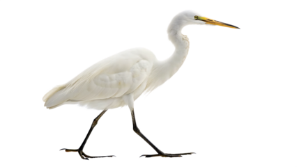 A graceful white egret with long, flowing feathers and a slender black beak