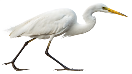 A graceful white egret with long, flowing feathers and a slender black beak