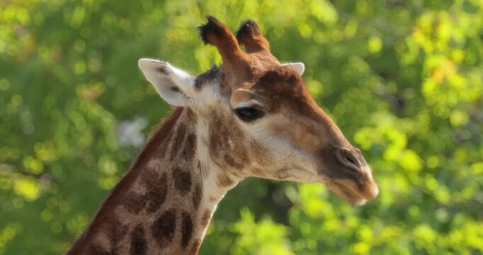 South African giraffe or Cape giraffe close-up portrait (Giraffa camelopardalis giraffa).