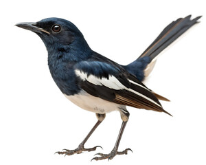 Fototapeta premium crow on a white background