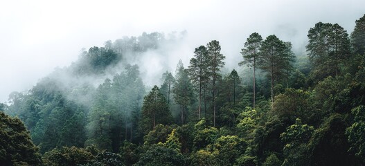 Misty mountain forest scene