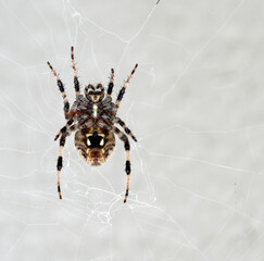 Ventral View of Orb Weaver Spider