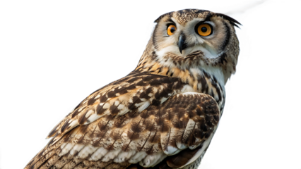 great horned owl