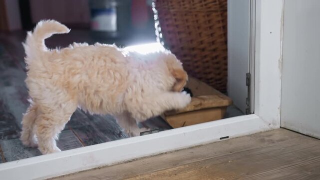 Puli puppy energetically playing near wooden pot filled with rich potting soil, positioned close to open door, with sunlight casting reflections on cozy indoor floor and wicker basket in background