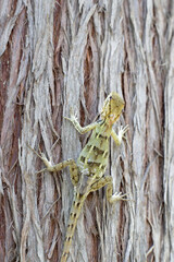 Camouflaged Lizard on Tree Trunk