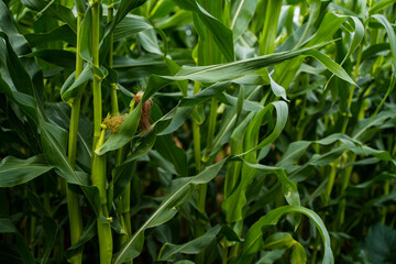 Close-up of green corn plants with young cobs growing in farmland during summer season
