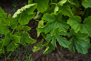 Fresh green pumpkin leaves growing on fertile soil in summer agricultural vegetable garden