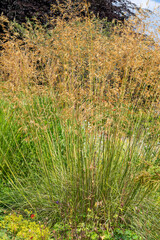 Stipa gigantea plant with green evergreen leaves and large panicles of oat-like flowers turning to a golden colour in autumn, commonly known as Golden Oats or Giant Feather Grass, garden stock photo 