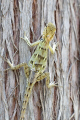 Wild Oriental Garden Lizard in Natural Environment