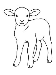 Hand-drawn line of cute baby lamb, baby lamb vector illustration isolated on white background
