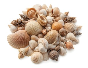A collection of seashells stacked together on a plain white surface.
