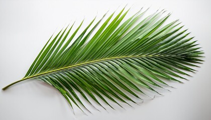 Obraz premium A Single Palm Leaf Isolated On A Transparent Background The Leaf Is Green And Has A Long Slender Shape With A Central Vein And Many Parallel Veins The Leaf Is Slightly Curved Giving It A Graceful Appe