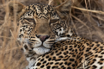Leopard head, South Luangwa, Zambia