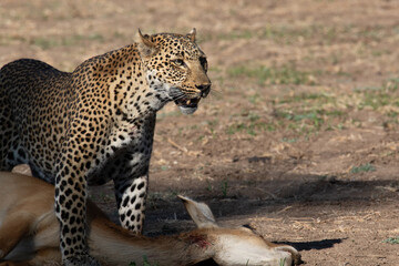 Leopard with kill, South Luangwa, Zambia