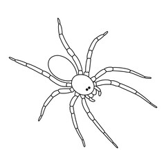 Spider hand drawing vector isolated on white background. Animal insect . Vector minimal isolated illustration in black color.