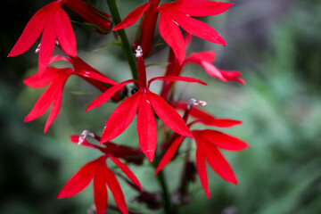 macro closeup of a red Cardinal flower (lobelia cardinalis), a favorite of hummingbirds, which are the primary pollinators of these flowers. nature landscape with copy space