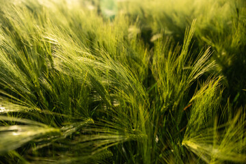 Close-up of fresh green barley ears growing in agricultural field at golden sunlight