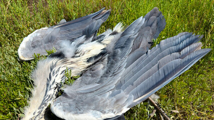 Dead Grey Heron Lying in a Meadow
