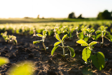 Fresh soybean seedlings in fertile farmland illuminated by sunrise