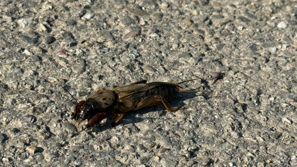 Mole cricket running along a field path