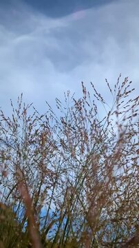 Calming vertical video of delicate pink Switchgrass (Panicum virgatum) dancing in a gentle breeze against a blue sky.