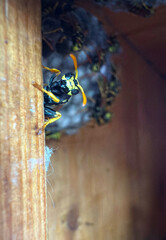 Wasp sitting on a wasp nest