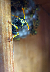 Wasp sitting on a wasp nest