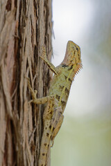 Wild Reptile Climbing on Tree Bark