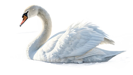 white swan isolated on white background