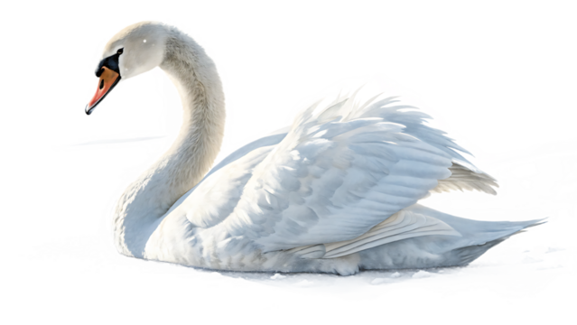 white swan isolated on white background