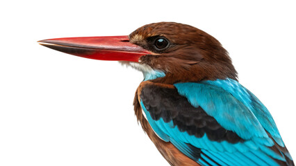 A vibrant kingfisher displays its striking plumage against a stark black background.
